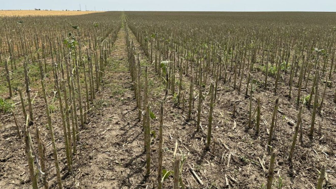 Fermierii din județul Iași privesc cu îngrijorare spre anul 2025, pe care îl preconizează ca fiind unul dificil din punct de vedere financiar: „Lipsa banilor, anii secetoși, cu producții mici, au afectat agricultorii. Mai suntem câțiva care supraviețuim”