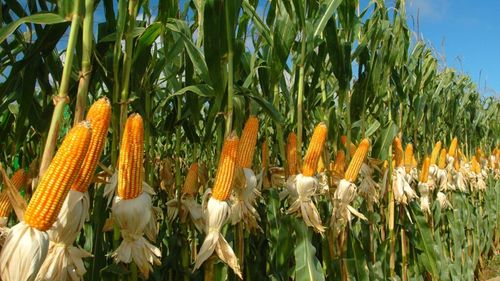 Ziua porumbului, reinventată / Seceta severă i-a determinat pe organizatori să schimbe locația și formatul / Evenimentul se transformă în Summitul Național al Porumbului