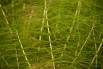 Descoperire surprinzătoare într-o plantă veche de 400 de milioane de ani / Apa din planta numită „coada-calului” are o semnătură chimică „extraterestră”