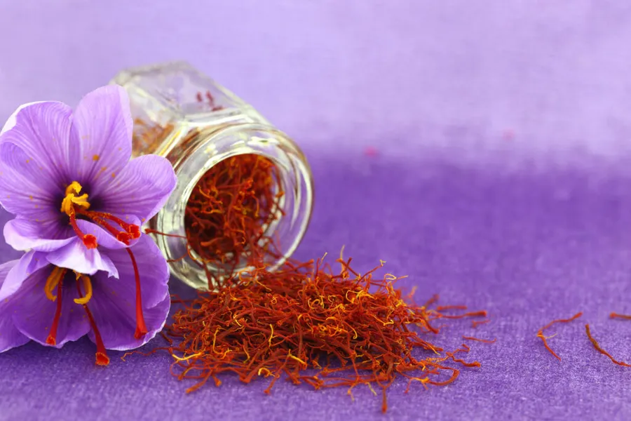 sofran-cultivarea-sofranului-cel-mai-scump-condiment-cum-se-planteaza-sofranul-recoltarea-sofranului-crocus-sativus-condimente