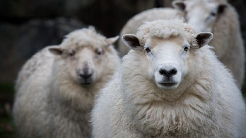 „Calitatea lânii Merinos a crescut semnificativ”. 1.700 de oi au ajuns să pască printre panouri solare. Ideea fermierului a rezolvat și o altă problemă