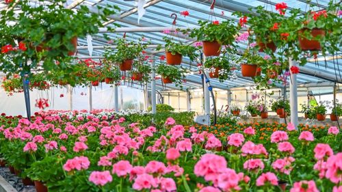 Universitatea de Științe Agricole și Medicină Veterinară din Cluj-Napoca scoate la vânzare, din 15 aprilie, flori și arbuști din serele proprii / Vor fi disponibile și răsaduri de legume