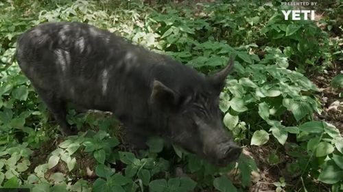 Carnea rară de porc negru din Coreea de Sud/Calitatea și modul cum este grăsimea marmorată o fac unică în lume