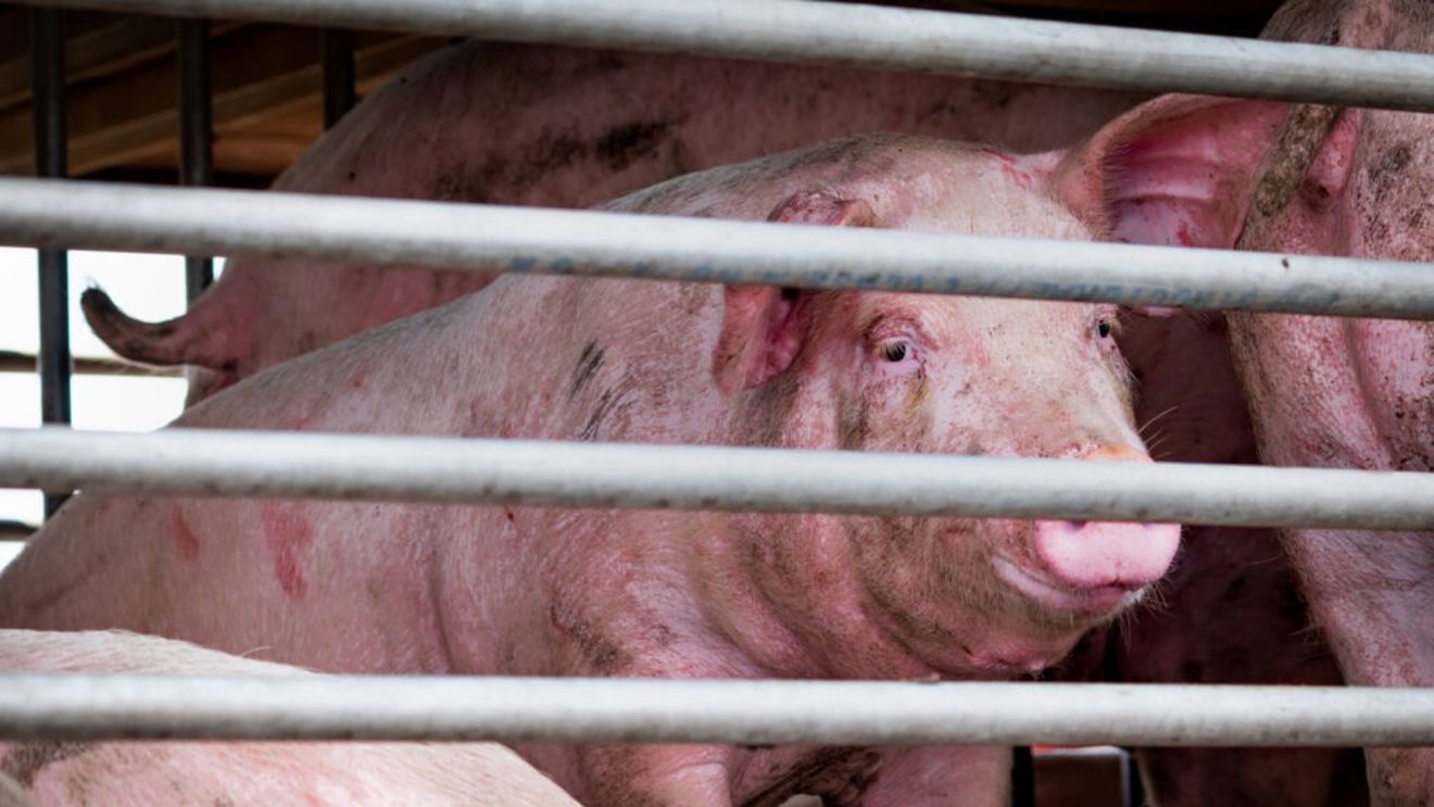 Un transport ilegal de porci a fost oprit de poliţiştii de frontieră la intrarea în România, din cauza febrei aftoase din Ungaria / Animalele au fost incinerate, iar şoferul amendat