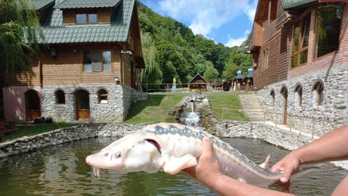 Aproape o tonă de păstrăv curcubeu, comercializat de Buna Vestire la păstrăvăria Calvini a Direcţiei Silvice Buzău