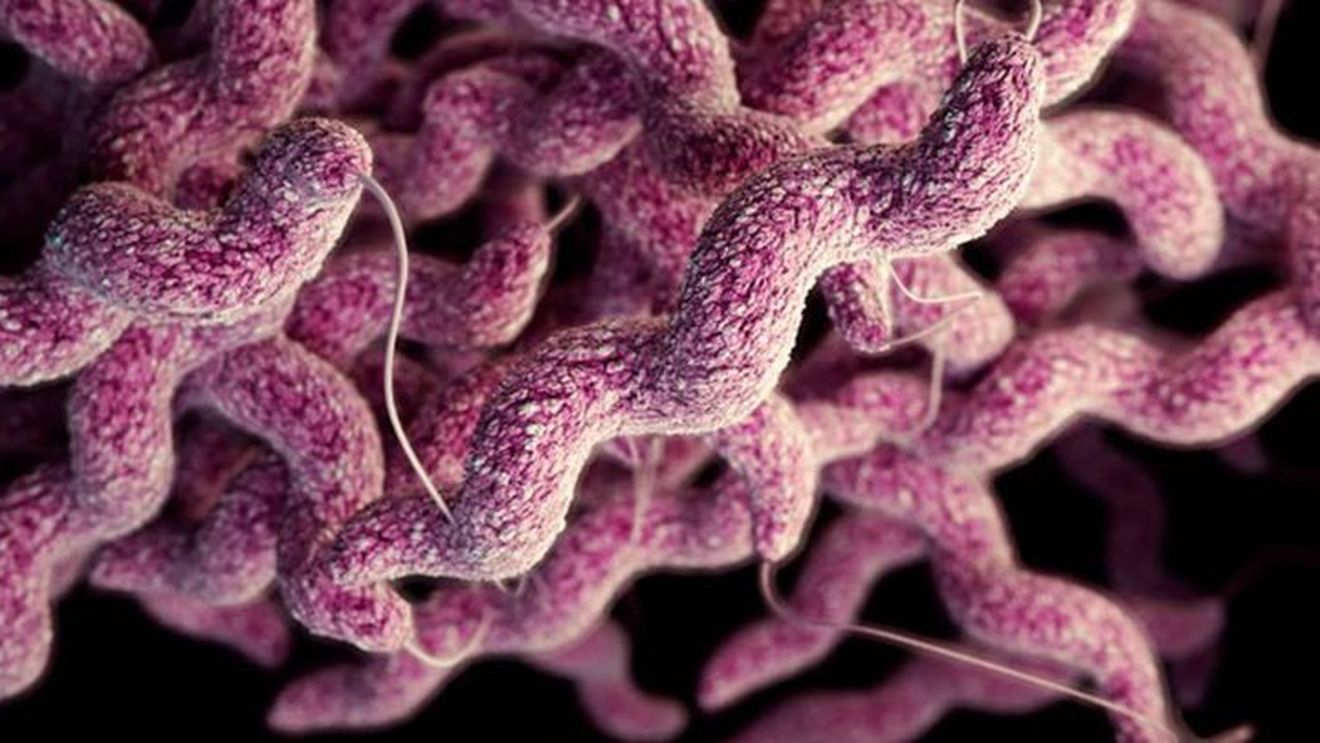 Locuitorii din țările sud și est-europene fac toxiinfecții alimentare în mediul lor de trai, în timp ce locuitorii din nordul Europei se îmbolnăvesc mai des în timpul călătoriilor în afara țării lor