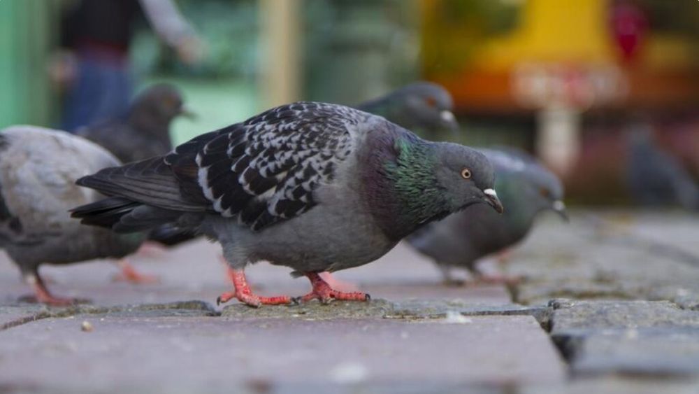 Un bărbat din Focșani este cercetat după ce a omorât porumbei pe stradă ca să îi mănânce / Polițiștii au deschis un dosar penal pentru uciderea animalelor