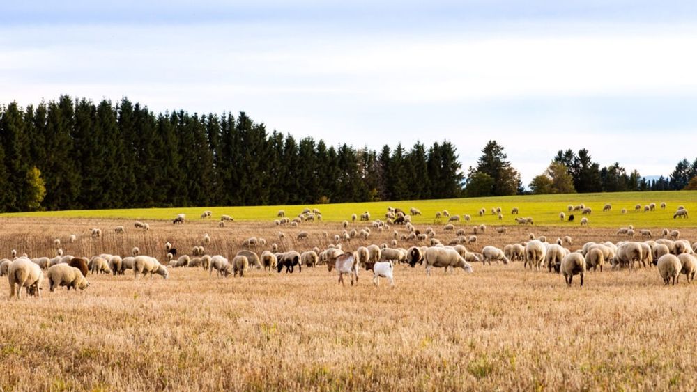 Buzău: Bărbat reţinut de procurori pentru omor, după ce şi-ar fi ucis în bătaie angajatul de la o stână