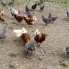 ANSVSA: Campania europeană #NoBirdFlu ajunge în România. Reguli stricte de biosecuritate pentru micii crescători de păsări