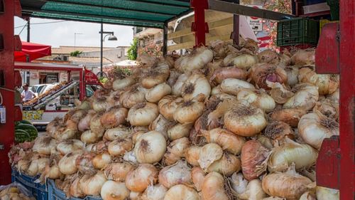 Nu e ridichea uriașă din poveste, e ceapa uriașă din Sicilia. Ceapă de Giarratana, o varietate unică – una singură poate depăși 3 kg