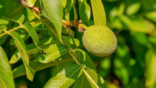 Cum au „reușit” trei nuci să amâne mai bine de un an construcția unui spital din România / Ministrul Sănătății: „Acesta este realitatea. Este un motiv”