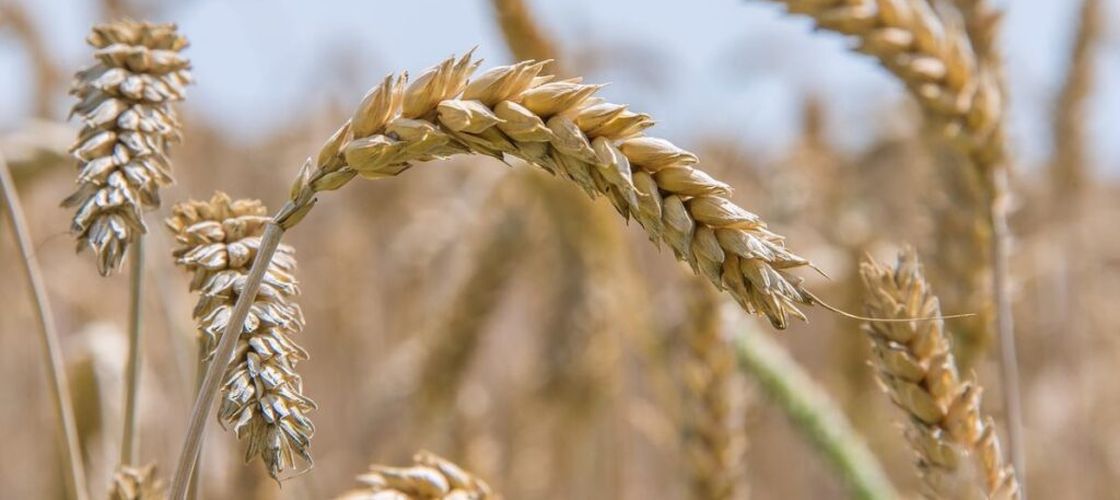 Fondurile speculative pariază pe scumpirea grâului, pentru prima dată în aproape patru ani