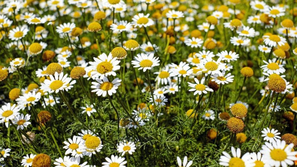 Centru pentru dezvoltarea unei tehnologii de cultivare a plantelor medicinale în spaţii protejate, înfiinţat în Vâlcea