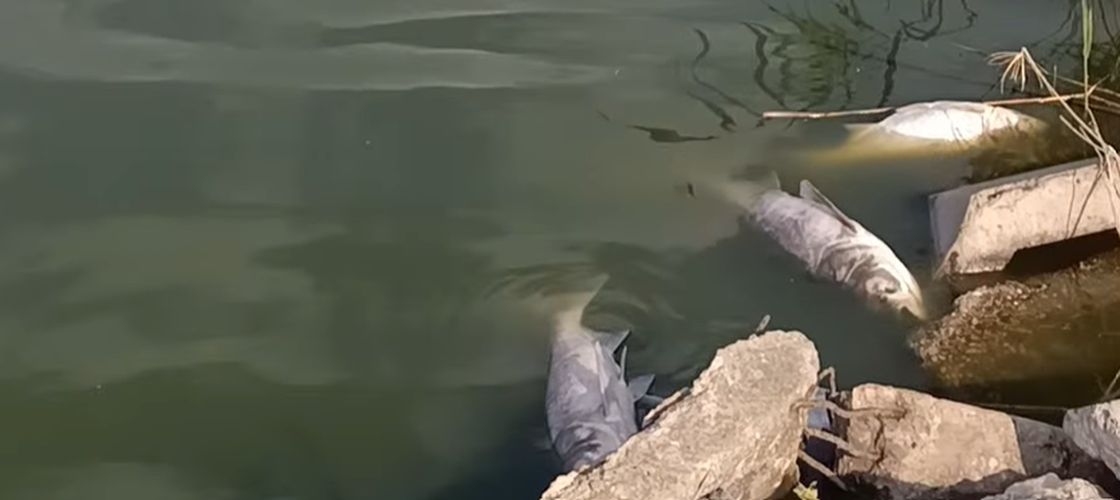 Pești morți în Lacul Corbu: Administratorul acuză compania de apă de poluare din cauza deversărilor / Apele Române a trimis un echipaj în control: ”Intuim o scădere a oxigenului din cauza caniculei”
