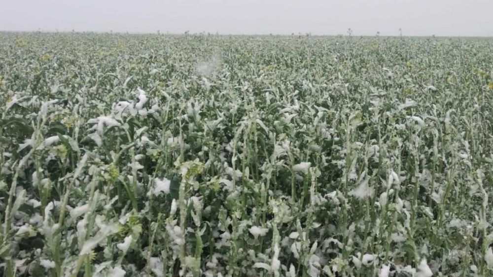 FOTO | Gerul a „compromis” livezile de caiși, cireși și piersici din Fălticeni / Fermierul Pavel Florea: „Am pus lemne pe foc de ne-au sărit capacele”/ Elena Gogu, director Direcția pentru Agricultură Suceava: „Din păcate, asiguratorii nu încheie polițe în zona noastră pentru grindină”