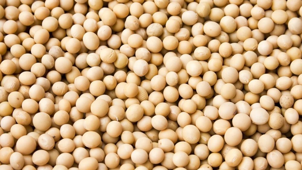 Prețul boabelor de soia din SUA atinge cel mai mare nivel, din ultimele 15 luni / Creșterea vine pe fondul speranțelor privind un acord comercial cu China