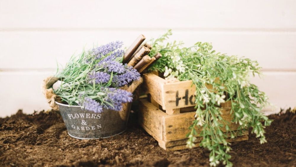Cum să începi să crești plante aromatice în propria grădină/Greșeli pe care să le eviți, pentru a avea plante sănătoase și viguroase