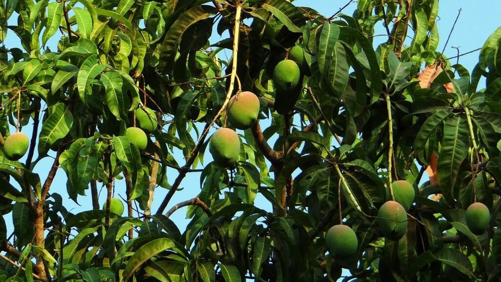 Recolta de mango din Israel, aproape de două ori mai mare în acest sezon