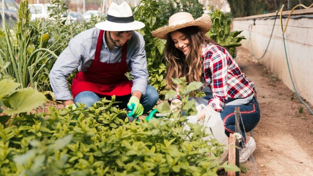 Oțetul, usturoiul, hreanul sau zațul de cafea feresc plantele de boli / Rețete de tratamente fitosanitare cu ingrediente pe care le ai deja în casă și care nu poluează