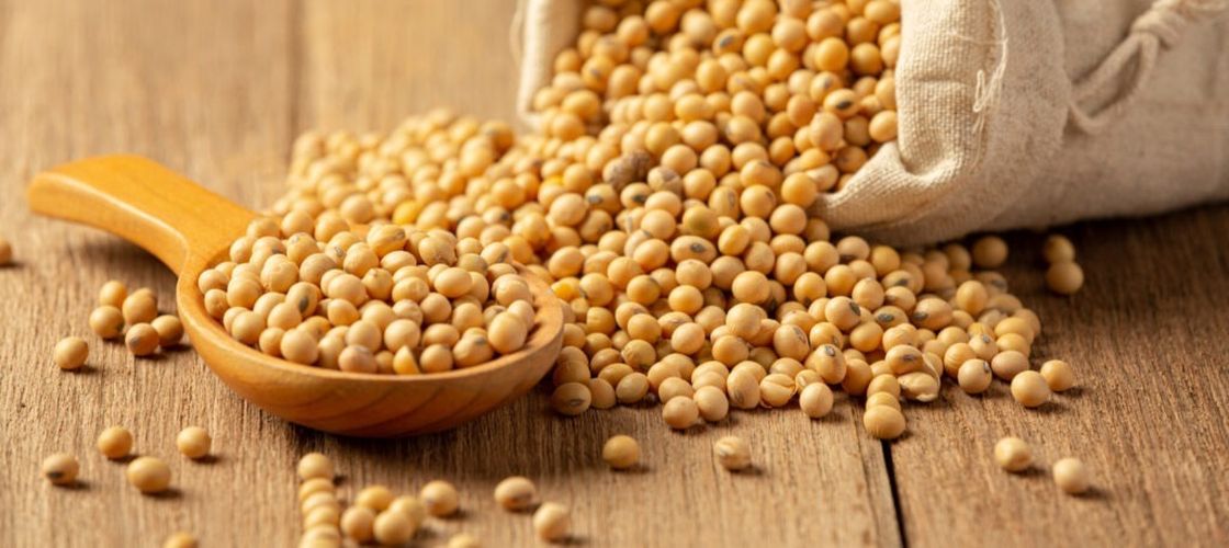 Seceta prelungită și creșterea costurilor de producție duc la reducerea suprafețelor cultivate cu soia în Republica Moldova