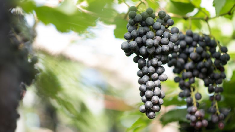 Aproape toți strugurii din SUA provin dintr-un singur stat / Industria de miliarde care domină piața provine în proporție de 99% din California