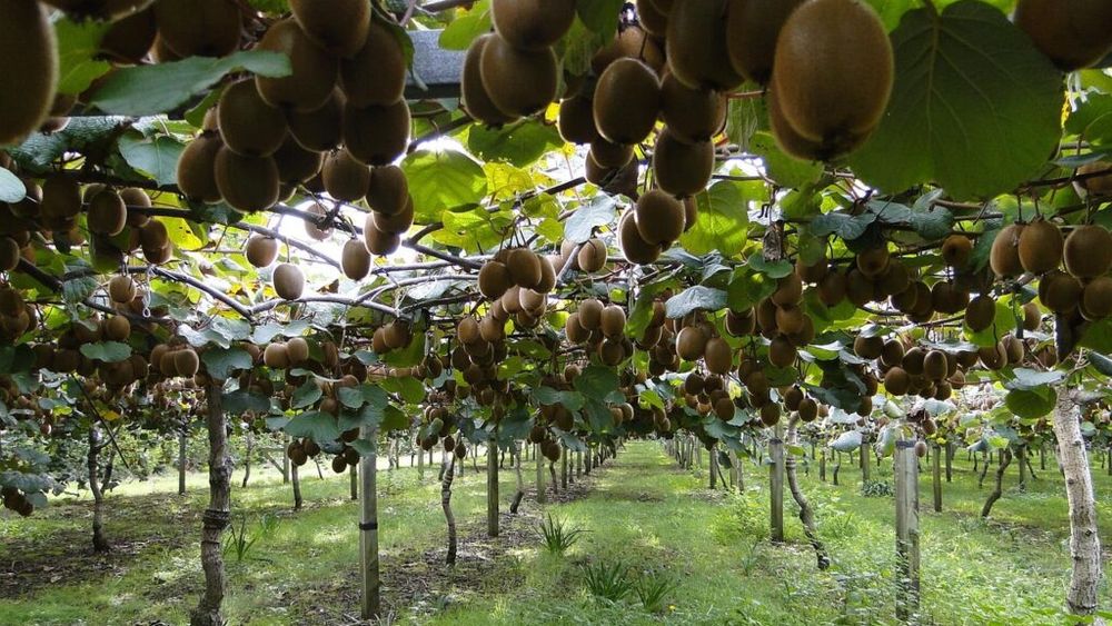 Cum folosesc italienii noile tehnologii pentru a crește randamentul și calitatea plantațiilor de kiwi. Italia este al doilea producător mondial, după ce a adaptat cu decenii în urmă acest arbust din China