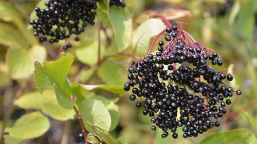 De la pești letali la fructe otrăvitoare, zece alimente care sunt consumate frecvent, dar te pot ucide / În medie, șase oameni mor anual după ce mănâncă o specie de caracatiță vie