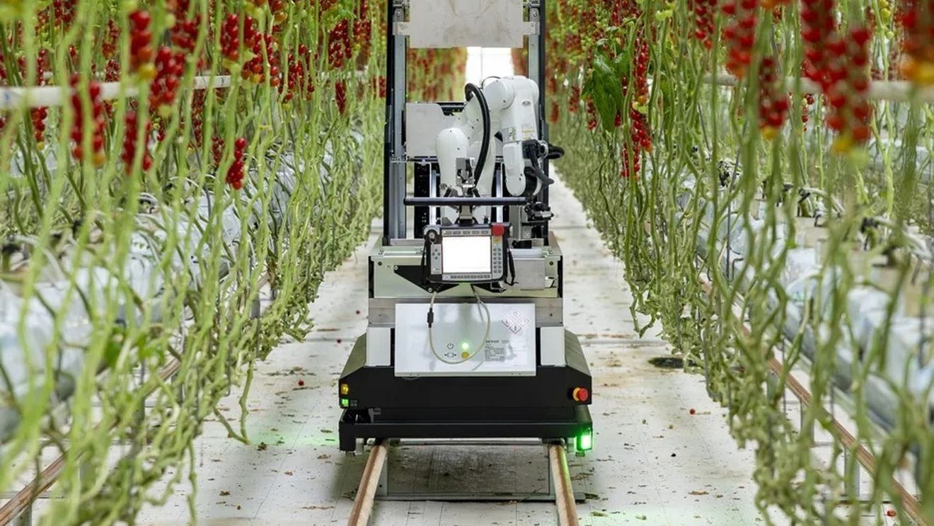 Artemy, un robot complet automatizat de recoltare a roșiilor cherry, lansat oficial