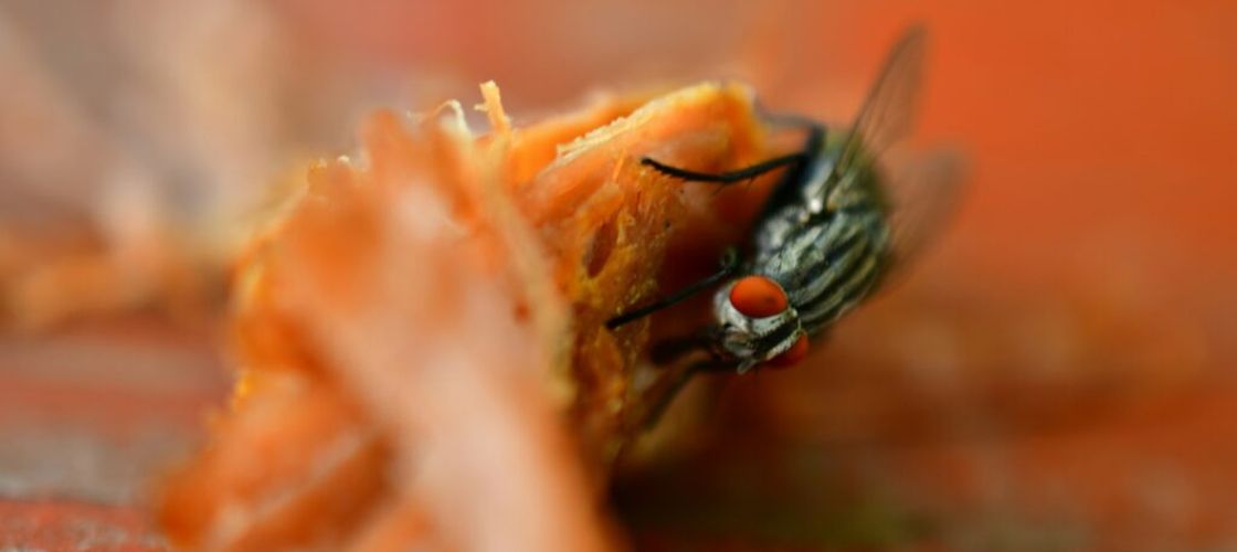 SUA a aprobat un plan de peste 1 miliard de dolari pentru a opri răspândirea unei muște carnivore ucigașe/ Insecta se înmulțește în rănile animalelor domestice