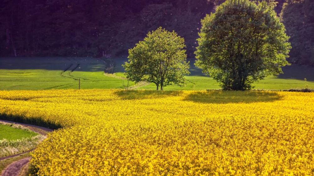 Culturi de rapiţă din Olt, calamitate complet din cauza secetei pe o suprafaţă de 7.900 de hectare