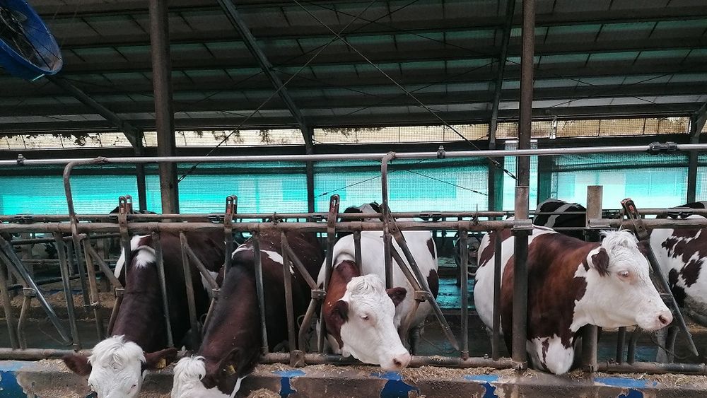 Să regretăm că am ajuns să bem lapte ( și ) din import, fiindcă nu mai trăim, de 30 de ani, în dictatură? Câteva observații pe marginea unui articol al publicației maghiare Vilaggazdasag