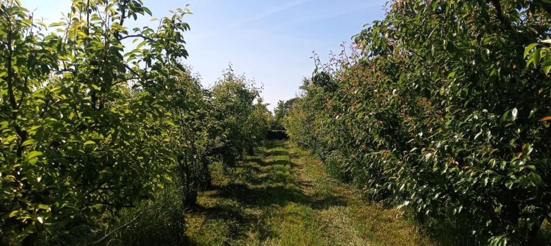 Cele 8 tehnici prin care poți dubla recolta de fructe din grădină/ Cum să ai roade bogate în livadă