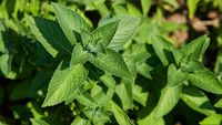 Menta cu aromă de ciocolată, vanilie și cuișoare, cultivată la Buzău. Cercetătorii văd un potențial pentru o nouă cultură de nișă: „E o premieră”
