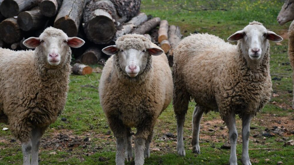 Miza din spatele protestului crescătorilor de oi. Ce se întâmplă cu unul dintre cele mai importante sectoare ale zootehniei românești