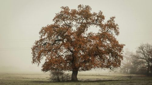 Proprietarul unul lanț de restaurante și pub-uri din Marea Britanie își cere scuze pentru tăierea unui stejar secular