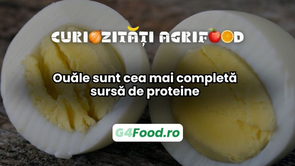 Curiozitate agri-food: Ouăle sunt cea mai completă sursă de proteine / Conțin toți cei nouă aminoacizi esențiali de care corpul are nevoie, fiind unul dintre cele mai nutritive alimente