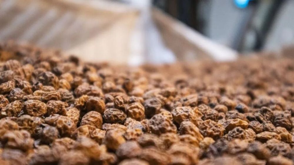 Ulei comestibil obținut de spanioli dintr-o buruiană: Comisia Europeană a autorizat uleiul de migdale de pământ ca aliment nou / Acesta poate fi folosit în produse de panificație și sosuri pentru salate