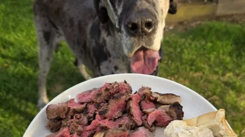 Câinele tău este mofturos la mâncare? Ce ar trebui să faci tu, ca stăpân. Reguli simple care fac diferența pe termen lung