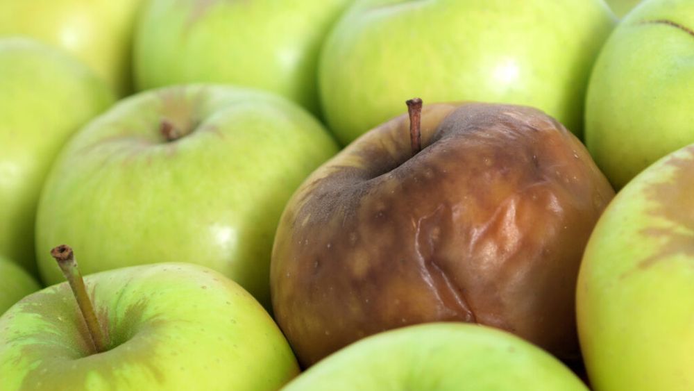 Cum a rezolvat Coreea de Sud problema risipei alimentare. Sistemul care a dus reciclarea de la 2,6% la aproape 97% / Resturile alimentare nu ajung la groapa de gunoi, ci sunt transformate în energie
