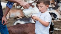 Când laptele de capră îți poate face rău / O fetiță de un an și cinci luni, aproape de moarte după ce a băut lapte crud / Riscurile produselor nepasteurizate