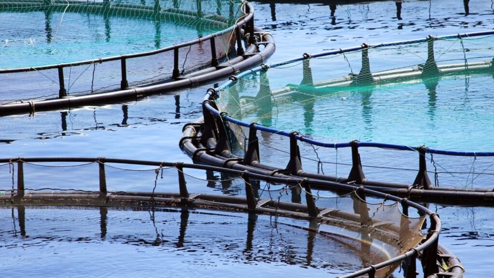 Vom avea, pentru prima oară, ferme piscicole la Marea Neagră / Anunțul a fost făcut de ministrul Mediului, Apelor și Pădurilor, Mircea Fechet 