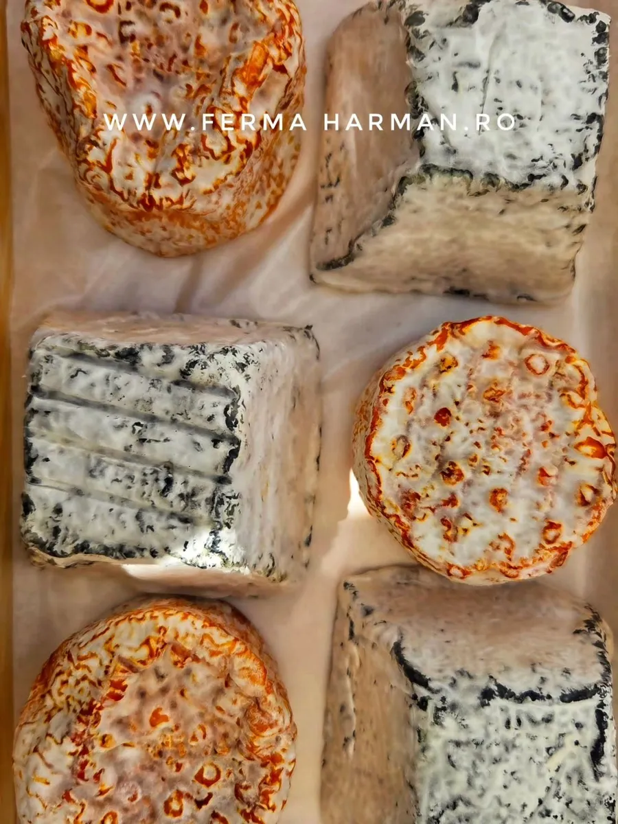 Sortimente artizanale de brânză moale cu crustă de mucegai nobil produse la Ferma Hărman.