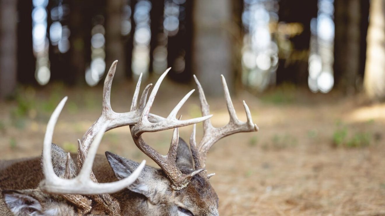 Doi bărbaţi din Tulcea, amendaţi pentru braconaj cinegetic/15 câini pe care îi aveau aceștia au fost relocaţi într-un adăpost privat