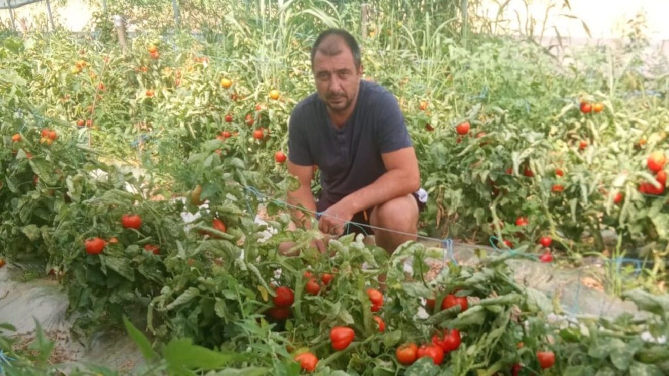 Blocaj pe piața roșiilor! Efect al ajutoarelor de stat? / „Am 2 tone în solar și nu am cui le vinde. Am sunat mai mulți intermediari și mi-au zis că piața e suprasaturată” - Costin Curteanu, Voicești, jud. Vâlcea