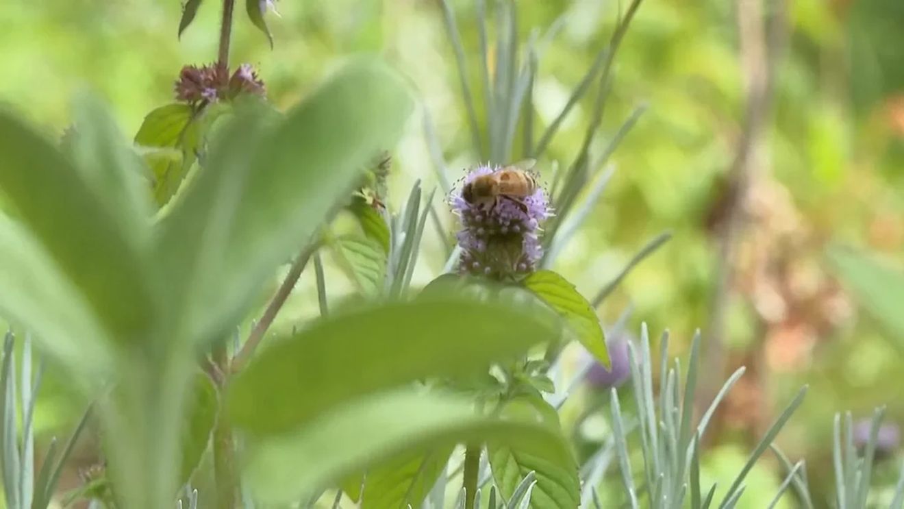 „Grădina Călugărului” din Berlin - locul unde ierburi și plante comestibile uitate își regăsesc drumul spre bucătărie