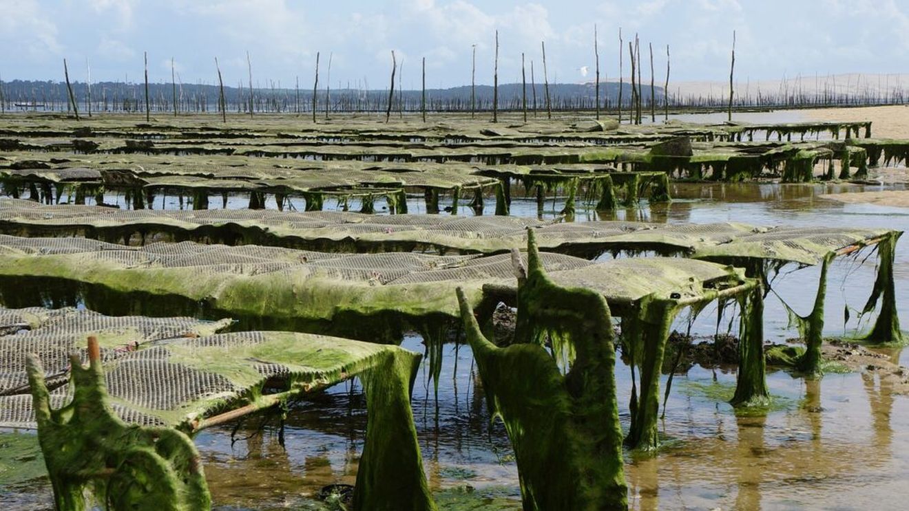 Măsură de sprijin a operatorilor economici din domeniul acvaculturii, aprobată de guvern