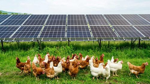 Model nou în fermele bio: Găini crescute sub panouri fotovoltaice, într-un sistem de „dublă utilizare” a terenului