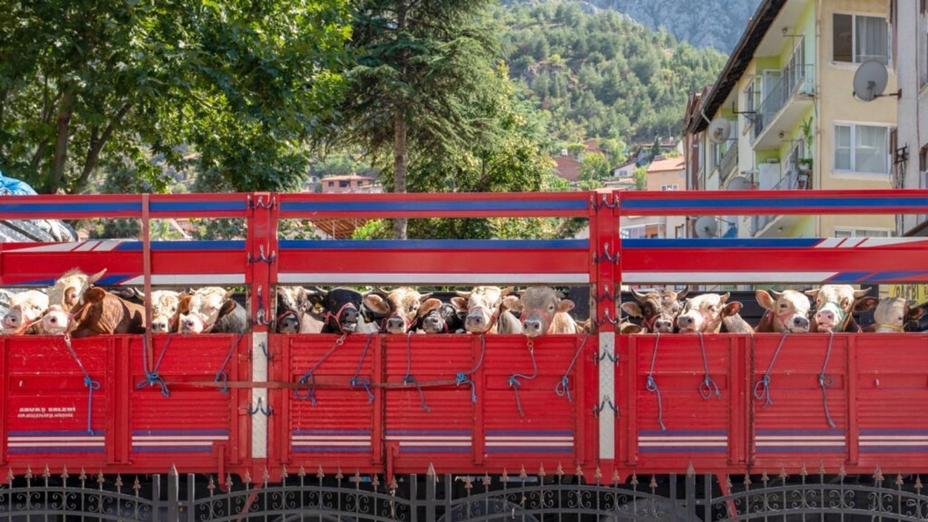 47 de vite transportate din România spre Turcia sunt oprite de șase zile la frontiera bulgaro-turcă / Două dintre animale au murit deja, proprietarul face apel ca celelalte să fie salvate