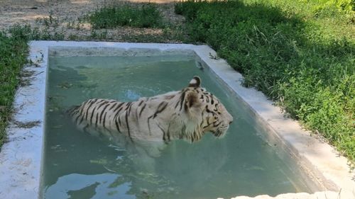 Îngrijitorii le oferă animalelor de la Zoo Ploieşti - Bucov mai multe legume şi fructe, pe fondul caniculei / Unele au parte de minipiscine