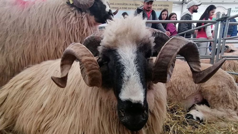 Exportul de ovine/caprine din România pe piețele terțe: creștere semnificativă în perioada ianuarie - mai 2023, față de același interval al anului trecut; câștiguri de peste 100.000.000 de euro